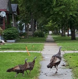 Meet your Posher, Carol